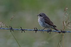 Neuntöter_Jungvogel_24Jul2020_0001