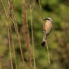 Neuntöter(Lanius collurio)...