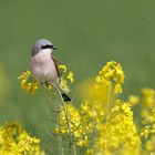 Neuntöter(Lanius collurio)   (m) am Rapsfeld