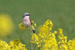 Neuntöter(Lanius collurio)   (m) am Rapsfeld