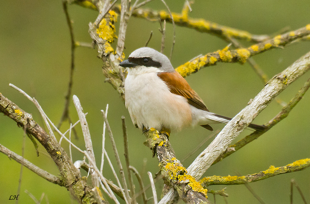 Neuntötermännchen ( Lanius collurio )