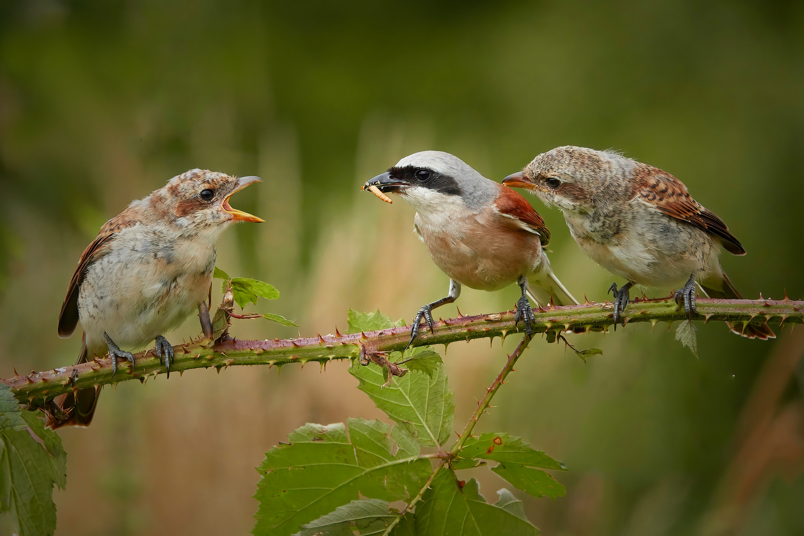 Neuntötermännchen versorgt seine Jungen