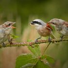 Neuntötermännchen versorgt seine Jungen