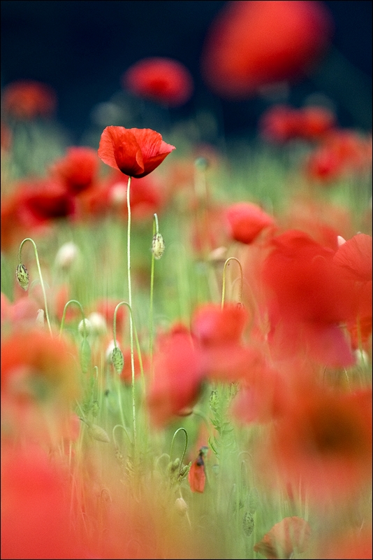 neunundneunzig L u f t b a l l o n s Foto & Bild rot, blau, grün