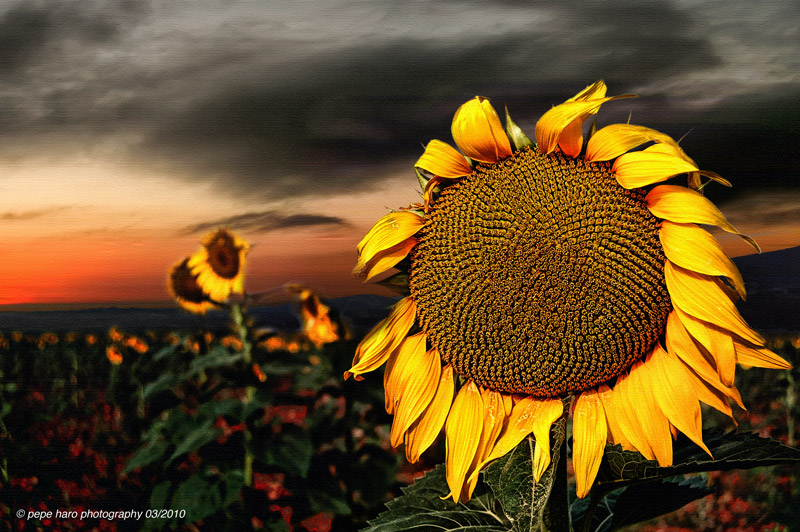 neuras de girasol