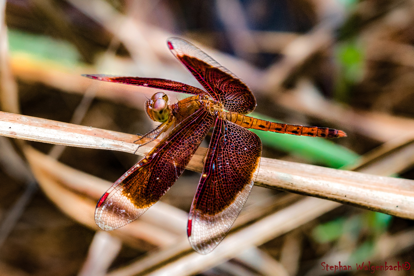 Neurothemis fluctuans  nahe Sihanoukville /Kambodscha