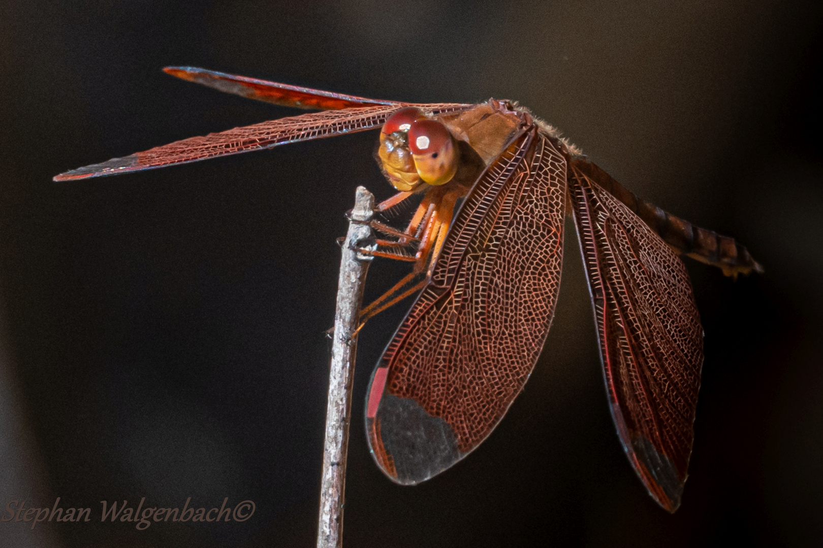 Neurothemis fulvia