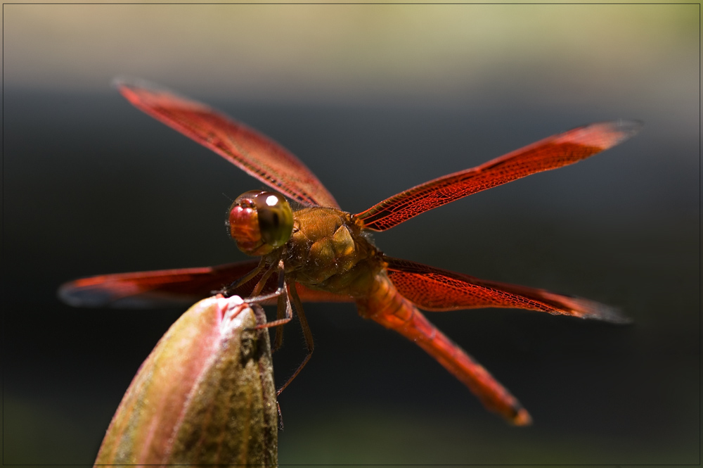 Neurothemis fulvia (Bali)