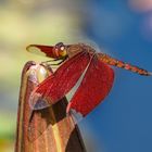 Neurothemis fulvia