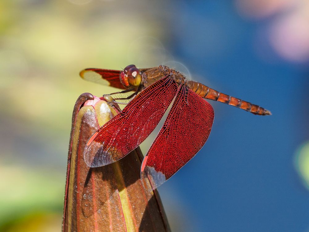 Neurothemis fulvia