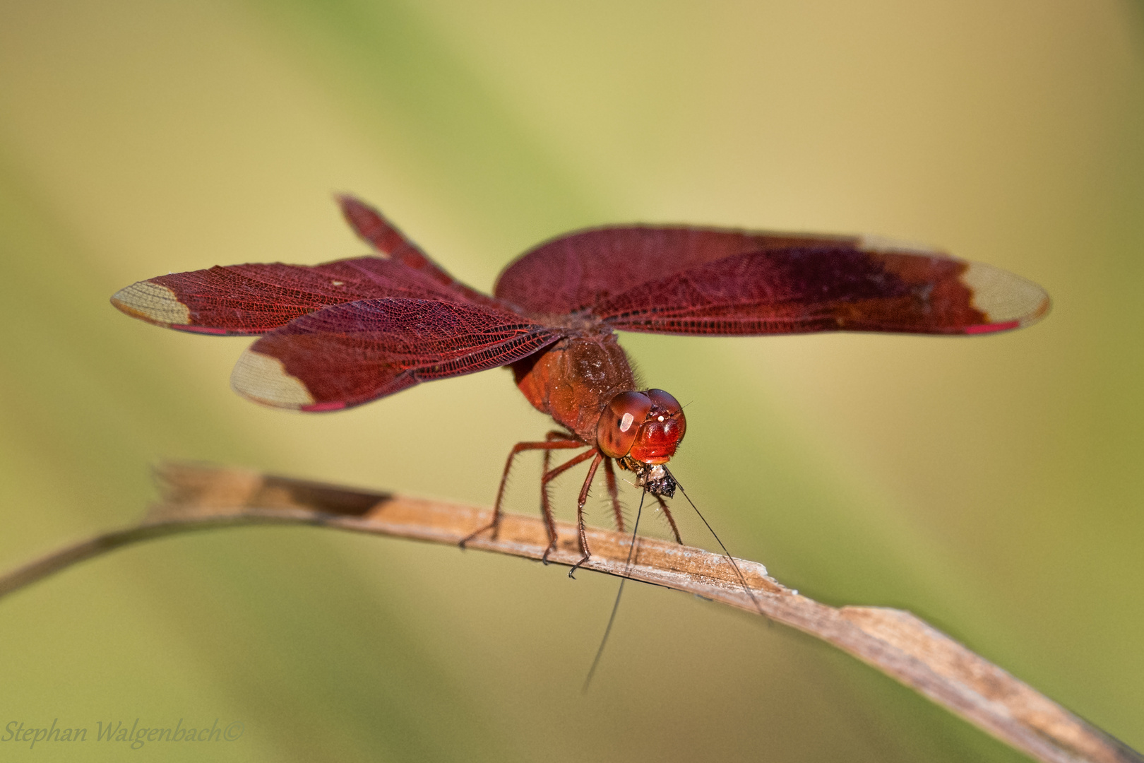 Neurothemis fulvia mit Beute im Maul