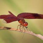 Neurothemis fulvia mit Beute im Maul