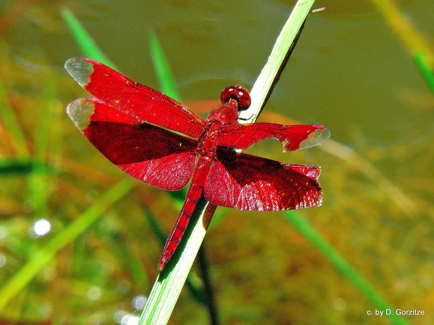 Neurothemis fulvia ,oder Fulvous Wald Skimmer !