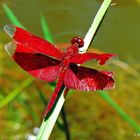 Neurothemis fulvia ,oder Fulvous Wald Skimmer !