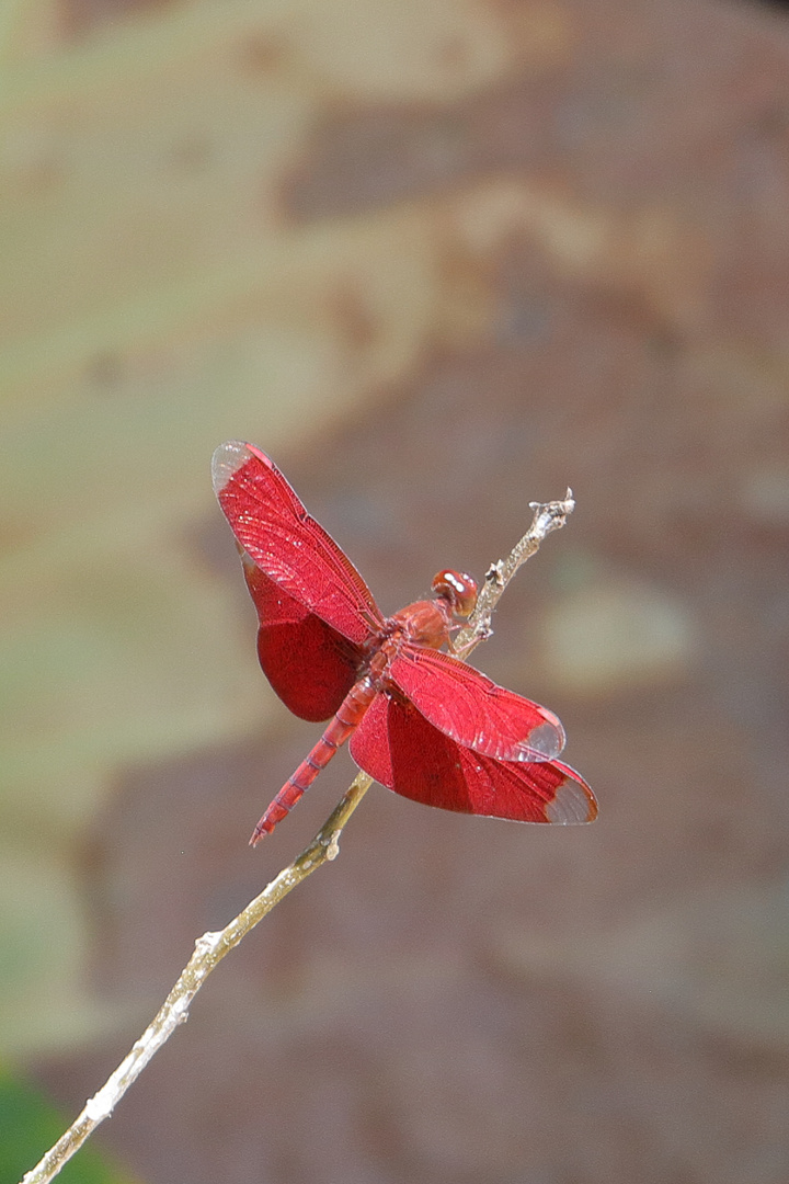 Neurothemis Terminata - Red Winged Dragonfly