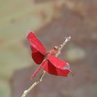 Neurothemis Terminata - Red Winged Dragonfly