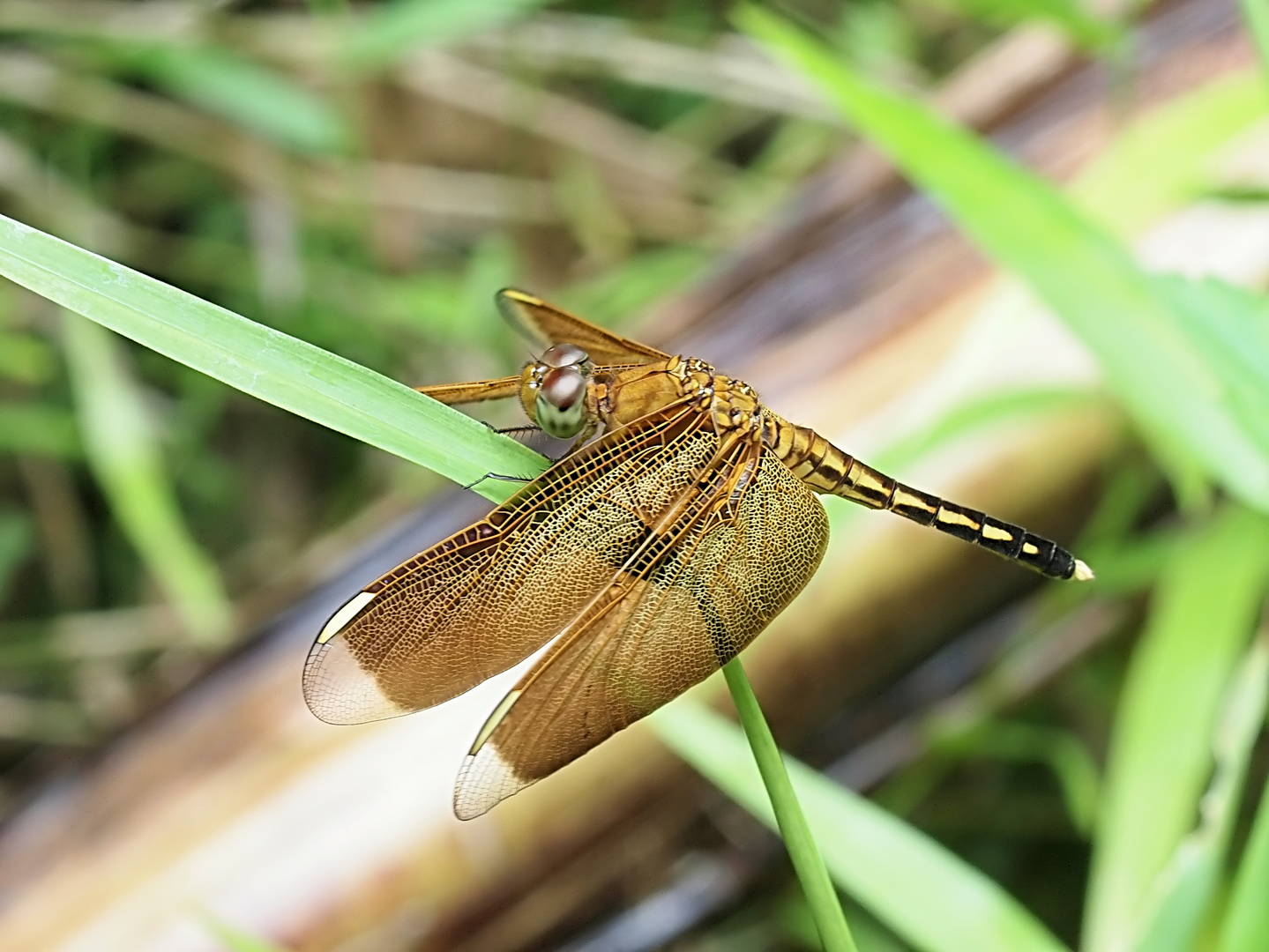 Neurothemis terminata - weiblich