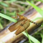 Neurothemis terminata - weiblich