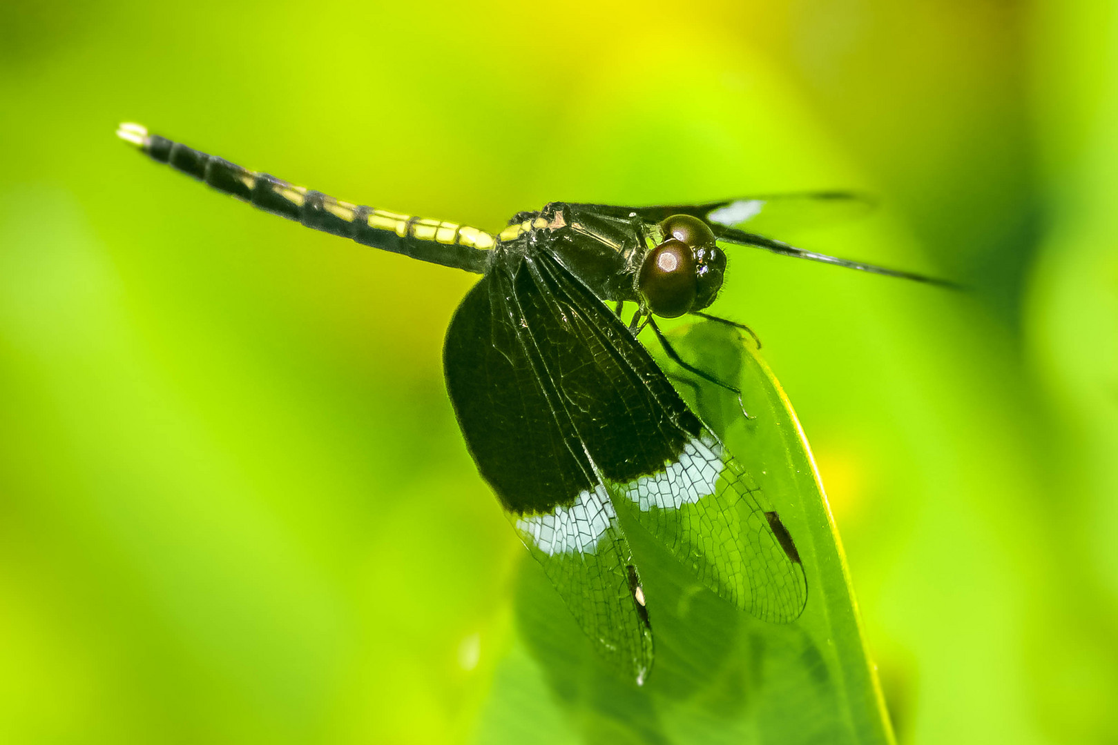 Neurothemis tullia