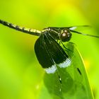 Neurothemis tullia