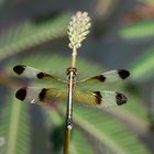 Neurothemis tullia Weibchen