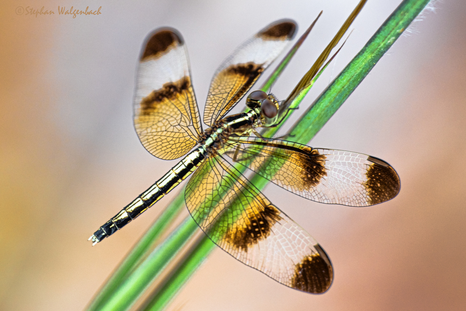 Neurothemis tullia Weibchen in Kambodscha