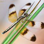 Neurothemis tullia Weibchen in Kambodscha