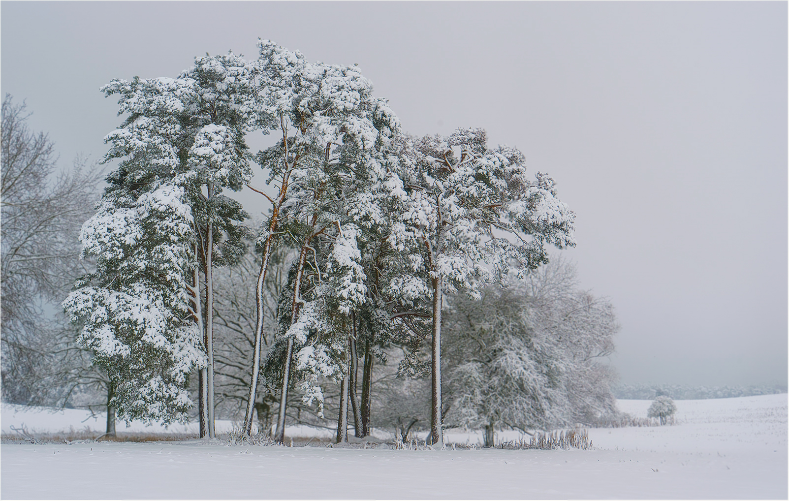 Neuschnee