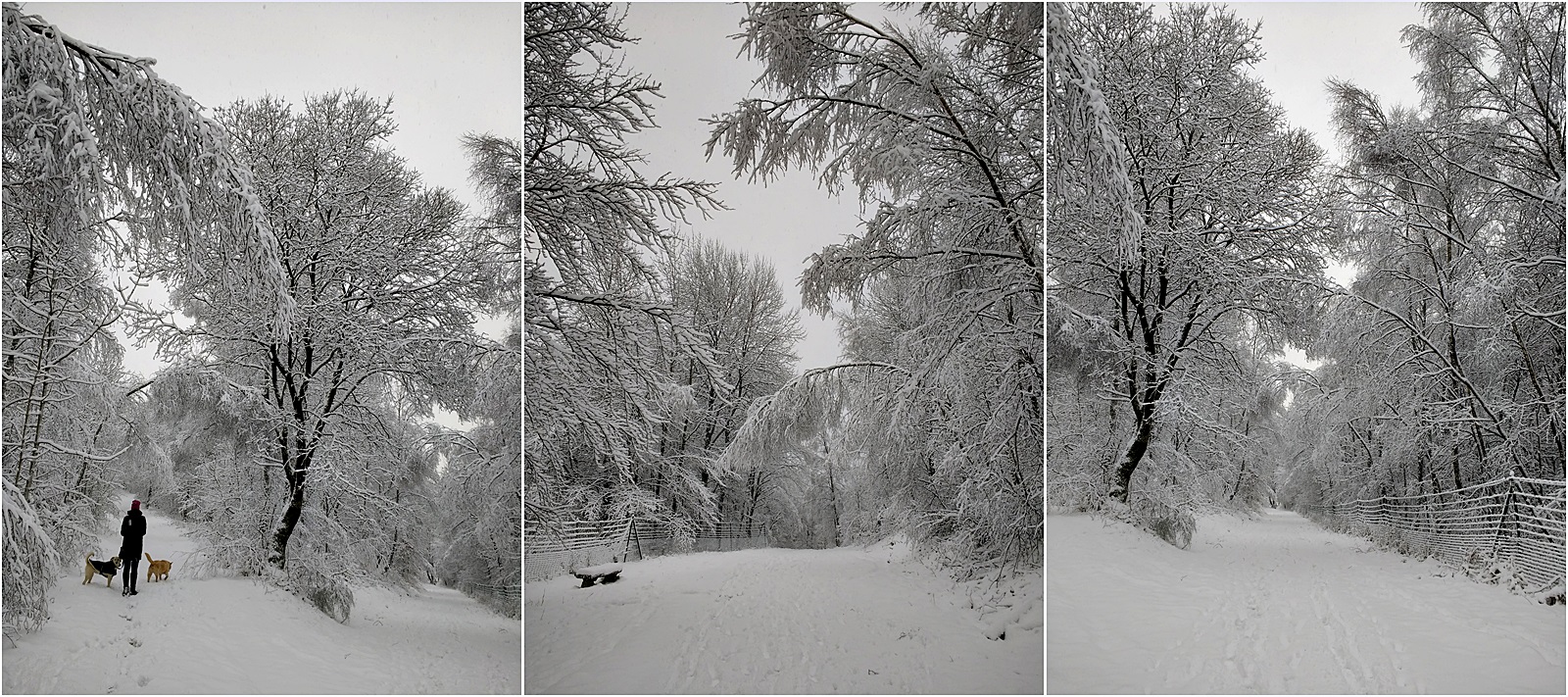 Neuschnee 17.01.2018