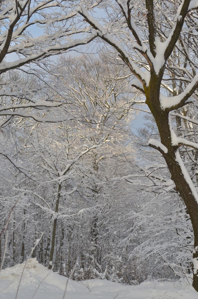 Neuschnee von Mabaer