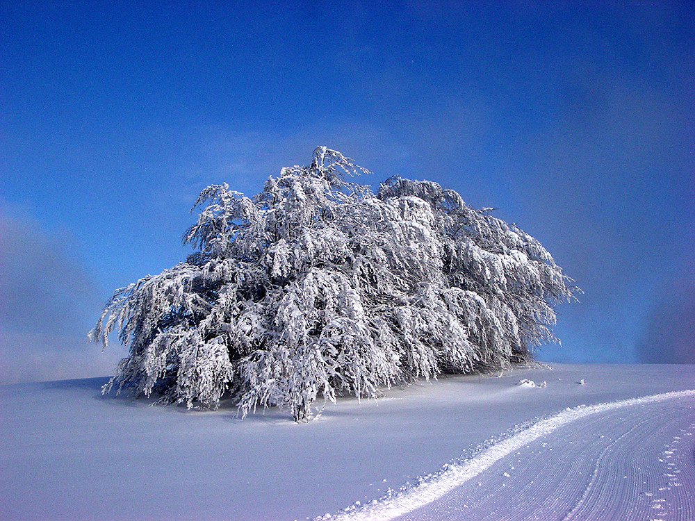 Neuschnee am Rennsteig 2