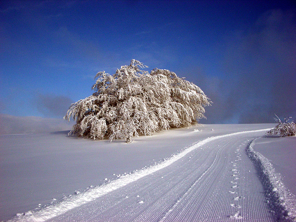 Neuschnee am Rennsteig 3