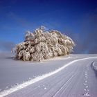 Neuschnee am Rennsteig 3