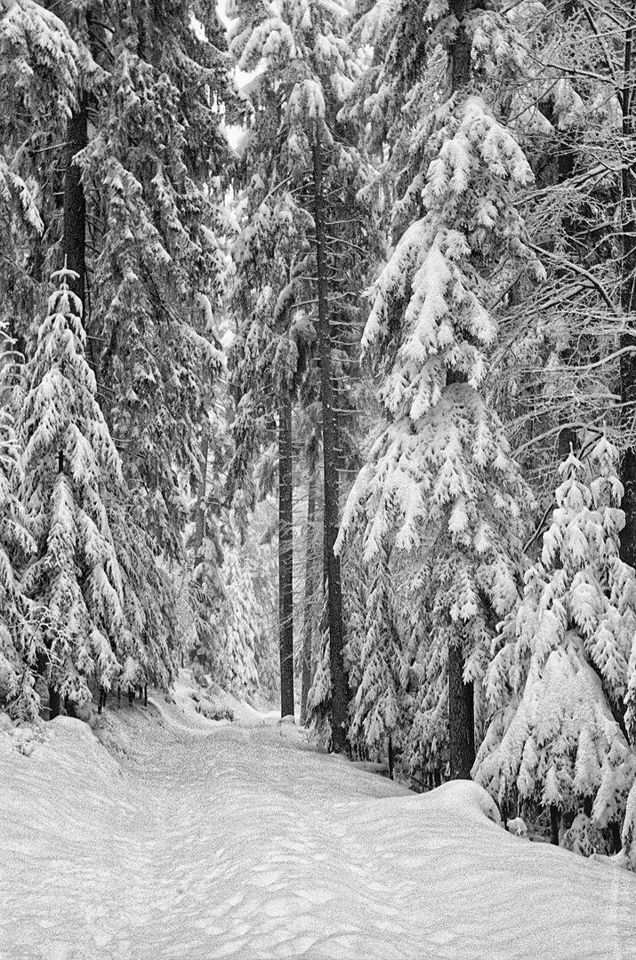 Neuschnee am Sandkopf