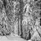 Neuschnee am Sandkopf