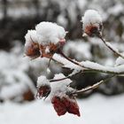 Neuschnee auf Rose