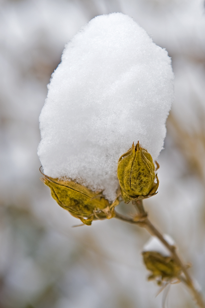 Neuschnee