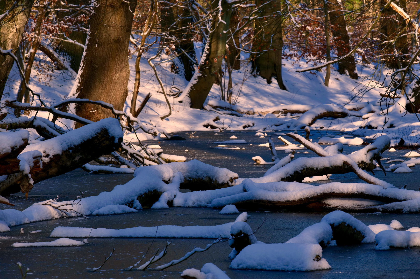 Neuschnee im Billetal/Krabenkamp Sachsenwald Schleswig-Holstein 