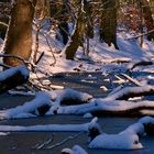 Neuschnee im Billetal/Krabenkamp Sachsenwald Schleswig-Holstein 