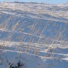 Neuschnee im Gegenlicht