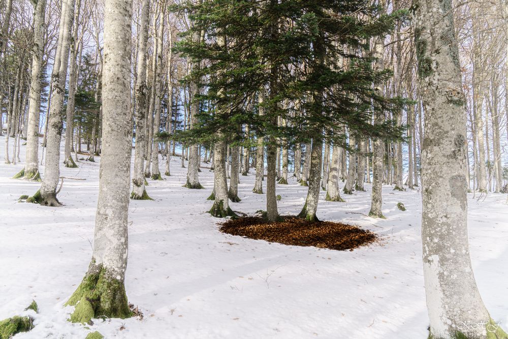 Neuschnee im Kandelwald 