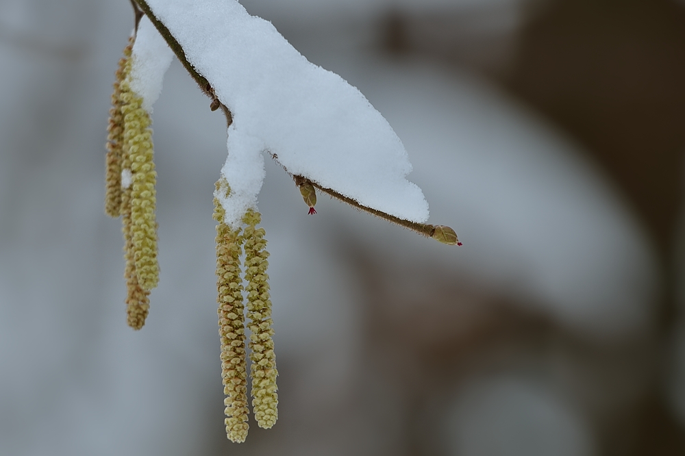 Neuschnee im März