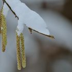 Neuschnee im März