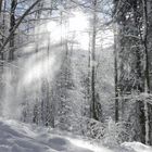 Neuschnee im Schwarzwald