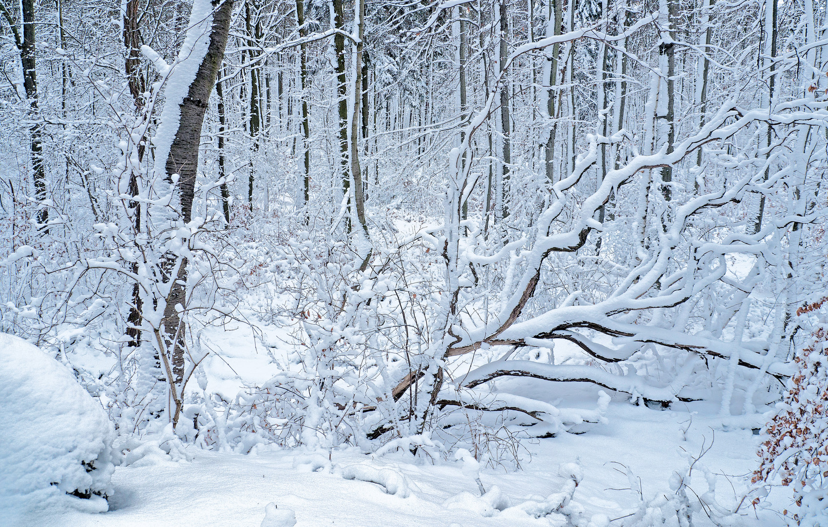 Neuschnee im Winterwald