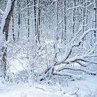 Neuschnee im Winterwald