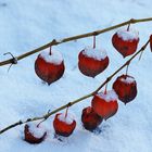 Neuschnee in Kaliningrad