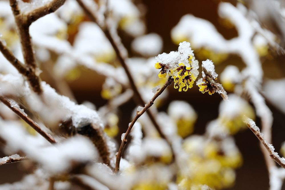 Neuschnee in Lüneburg