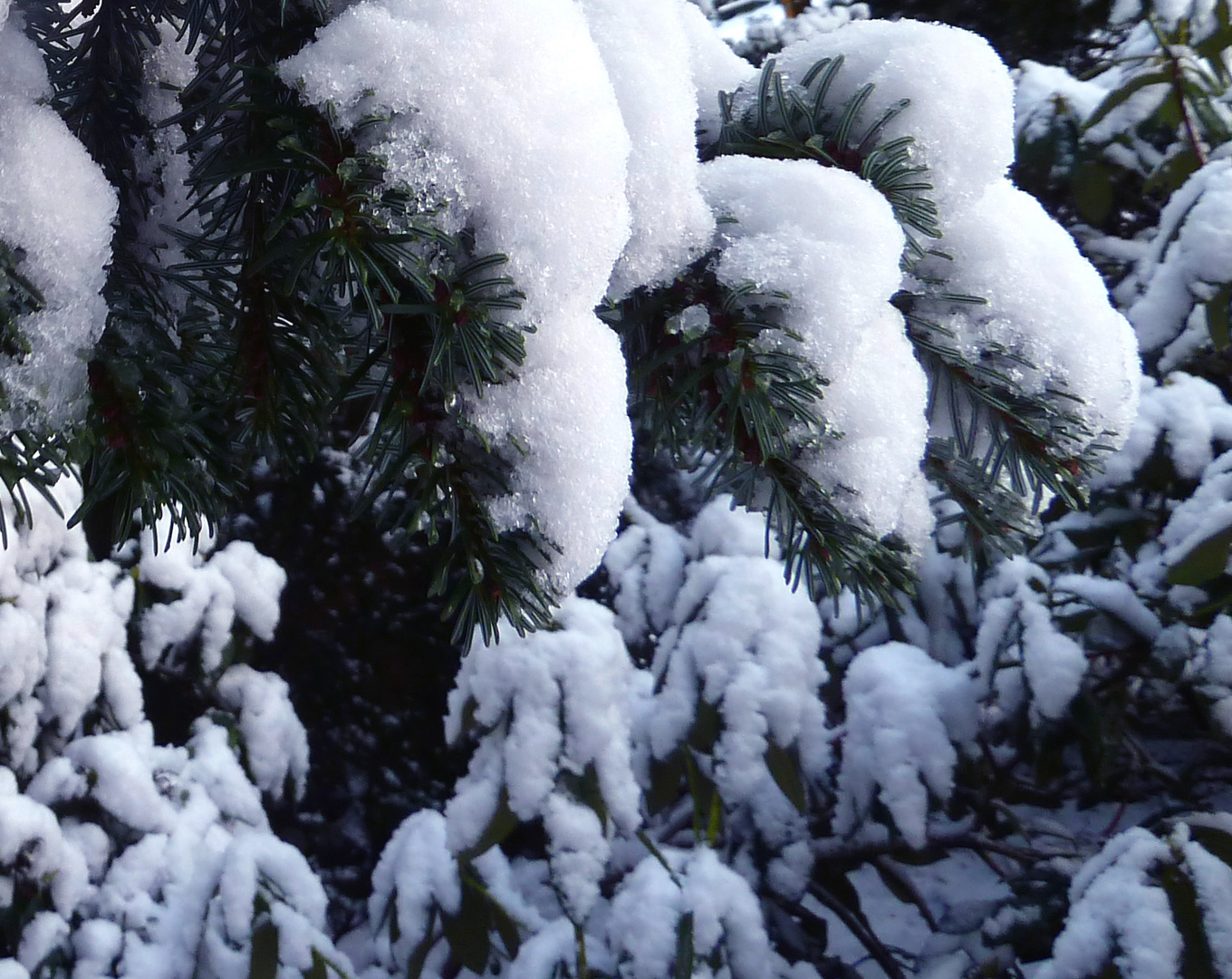 Neuschnee in meinem Garten