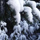 Neuschnee in meinem Garten